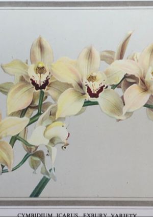 The Eighth Wonder of the World - Exbury Gardens and the Rothschilds