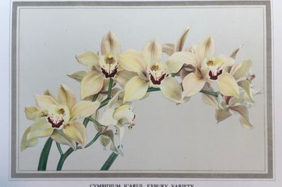 The Eighth Wonder of the World - Exbury Gardens and the Rothschilds