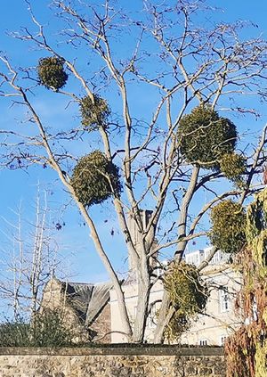Talk: Mistletoe, Magic, Myths and Mysteries