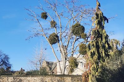 Talk: Mistletoe, Magic, Myths and Mysteries