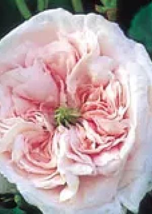 Cranborne Manor Gardens 