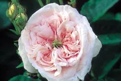 Cranborne Manor Gardens 