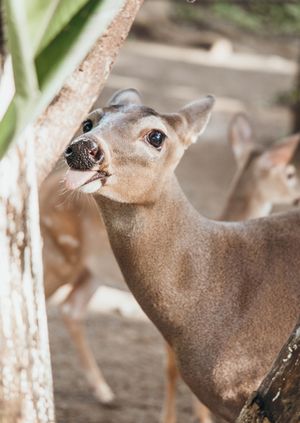 Wild Life Drawing Online: Tropical Deer (Live)