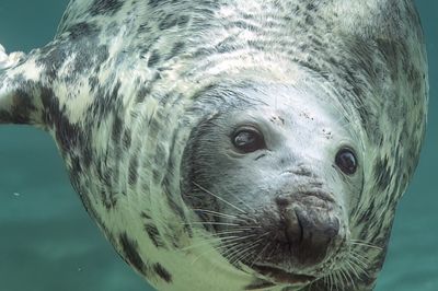 Wild Life Drawing Online: Seals (Live)