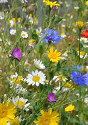 Admission to Wyke Farm