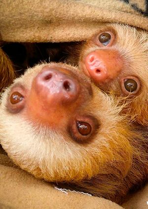 Wild Life Drawing Online: Sloths