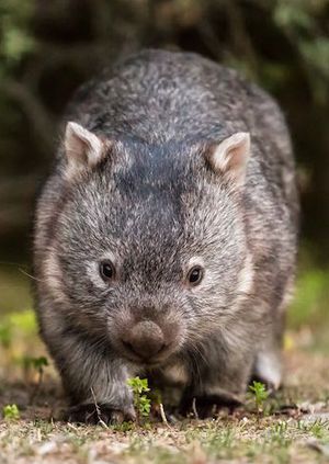 Wild Life Drawing Online: Baby Wombats