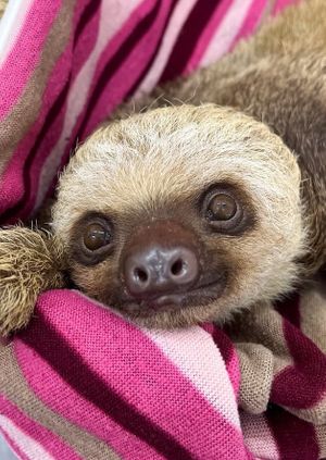 Wild Life Drawing Online: Baby Sloths (Live)
