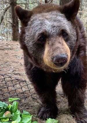 Wild Life Drawing Online: Black Bears 