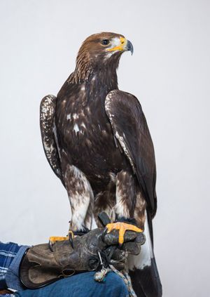 Wild Life Drawing Online: Eagles