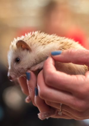 Wild Life Drawing: Rescue Animals