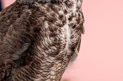 Wild Life Drawing: Owls