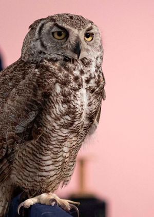 Wild Life Drawing: Owls
