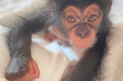 Wild Life Drawing Online: Baby Chimps