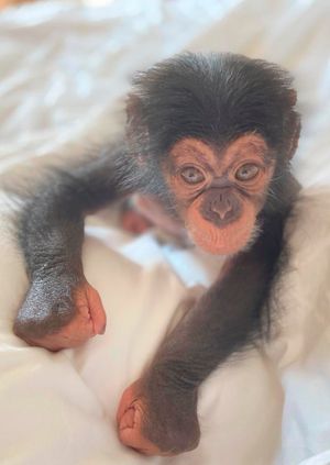 Wild Life Drawing Online: Baby Chimps