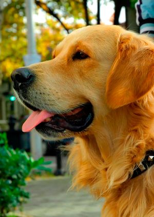 Wild Life Drawing Christmas Special: Guide Dogs