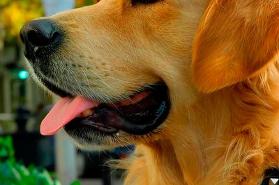 Wild Life Drawing Christmas Special: Guide Dogs
