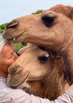 Wild Life Drawing Online: Camels Christmas Special