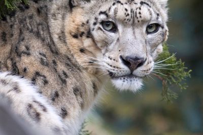 Wild Life Drawing Online: Snow Leopards