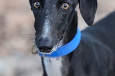 Wild Life Drawing Online: Galgos (Live)