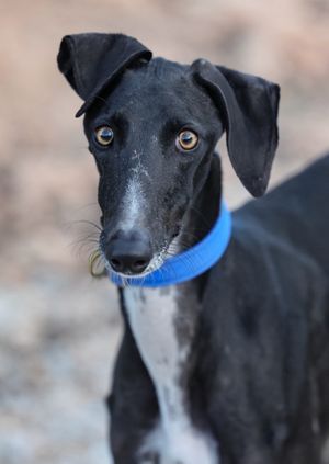 Wild Life Drawing Online: Galgos (Live)