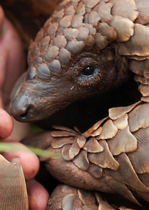 Wild Life Drawing Online: Pangolins