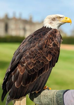 Wild Life Drawing: Symbolic Birds