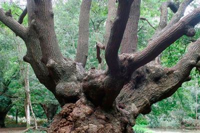 Wild Life Drawing: Ancient Trees