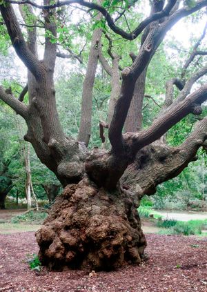 Wild Life Drawing: Ancient Trees