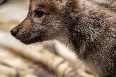 Wild Life Drawing: Wolves and Puppies