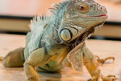 Wild Life Drawing: Rescue Reptiles