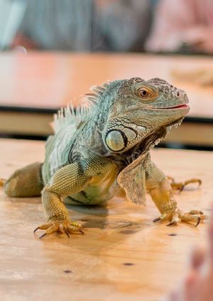 Wild Life Drawing: Rescue Reptiles