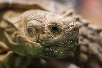 Wild Life Drawing: Galapagos Animals