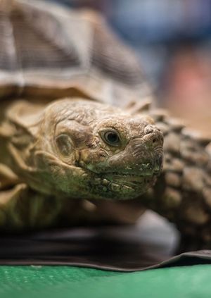 Wild Life Drawing: Galapagos Animals