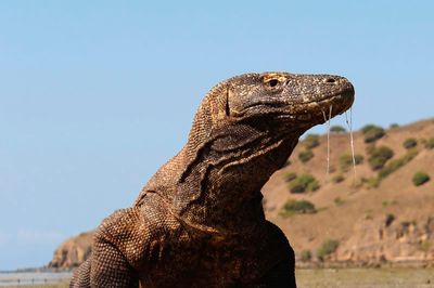 Wild Life Drawing Online: Komodo Dragons