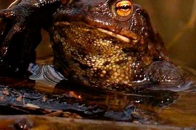 Wild Life Drawing Online: Toads & Frogs