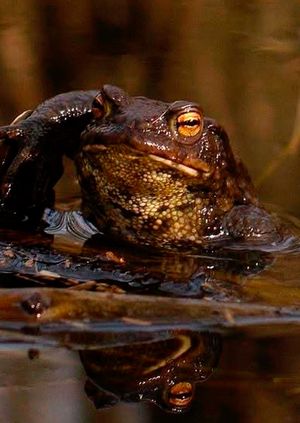 Wild Life Drawing Online: Toads & Frogs