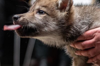 Wild Life Drawing: Wolves (and puppies)