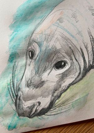 Wild Life Drawing Recording: Seals