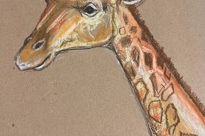 Wild Life Drawing Recording: Giraffes