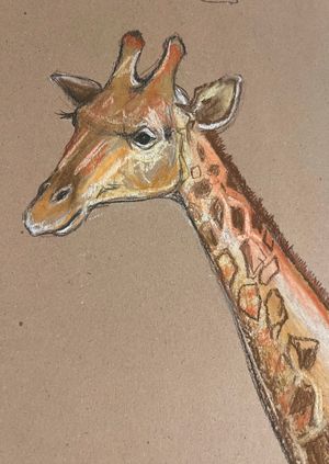 Wild Life Drawing Recording: Giraffes