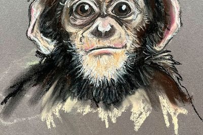 Wild Life Drawing Recording: Baby Chimps (live)