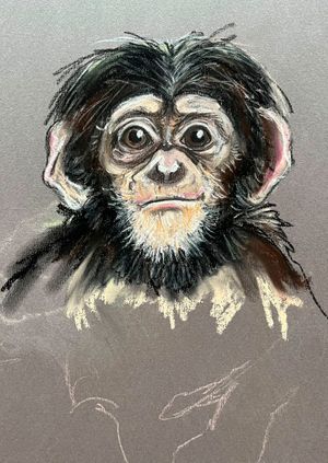 Wild Life Drawing Recording: Baby Chimps (live)