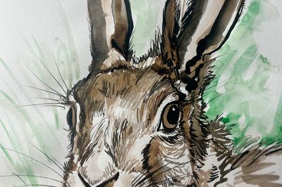 Wild Life Drawing Recording: March Hares