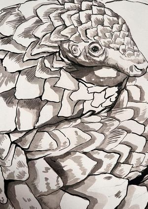 Wild Life Drawing Recording: Pangolins