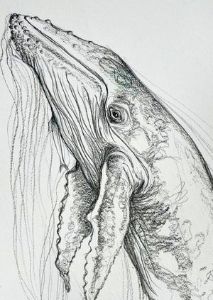 Wild Life Drawing Recording: Humpback Whales