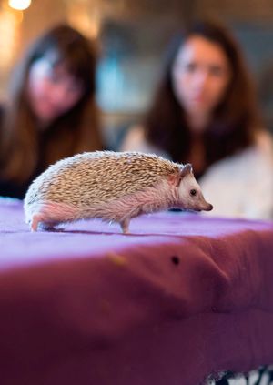 Wild Life Drawing: Dream Animals