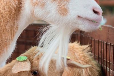 Wild Life Drawing: Farmyard Tour