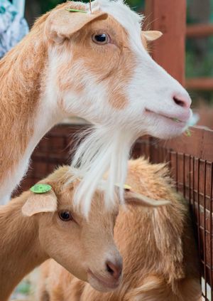 Wild Life Drawing: Farmyard Tour