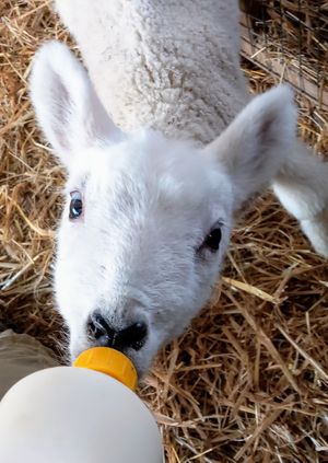 Lamb feeding with full farm experience 